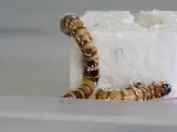 Descubren un gusano que puede alimentarse con poliestireno