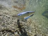 Juvenile blue shark, Prionace glauca, underwater in shallow water, Atlantic ocean, Galicia, Spain