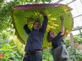 El horticultor español Carlos Magdalena, trabajador de Kew Gardens, la colección botánica más grande del mundo, está detrás del descubrimiento de un nenúfar gigante, cultivado allí, nombrado especie nueva para el mundo de la ciencia.