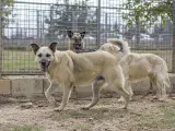 No solo la raza, también el tamaño es un freno a la hora de encontrar un hogar de acogida. Algo que ejemplifica Yadar, un mestizo de más de 25 kilos que nació en abril de de 2009, un perro tímido pero también un perro único.