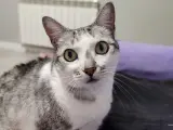 Gato