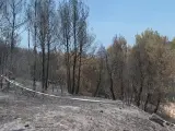 El incendio de Pont de Vilomara comenzó en dos puntos en una pendiente que permitió la propagación explosiva de las llamas. Fue claramente intencionado. Además de las hectáreas arrasadas hay 50 casas afectadas, unas 20 calcinadas. La pena es de hasta 6 años de prisión. Solo si hubiera puesto en peligro la vida de las personas serían de 10 a 20 años de prisión. Para investigar, usan drones y a veces localizan los artefactos incendiarios, con los perros encuentran acelerantes. En el Valle del jerte se iniciaron dos focos a las 11 de la noche, creen que alguien lo prendió. En el de Mijas hay dudas de si fue una negligencia o intencionado. Solo el 20% de fuegos son intencionados, y de esos muchos tienen un objetivo económico, los menos los provoca el pirómano. La mayoría son imprudencias castigadas con 3 años de cárcel, sin olvidar las causas naturales.