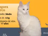 Angora blanco con heterocromía.