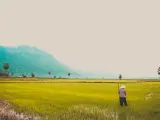 Campo de arroz asia