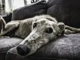 Un perro tumbado en el sofá de su casa.