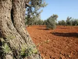 olivares de Andalucía