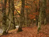 Hayedo de Montejo de la Sierra, MadridViajes