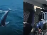 El terrorífico momento en el que un tiburón salta dentro de un barco mientras un abuelo pescaba con su nieto