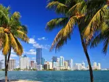 Miami Skyline with palm trees