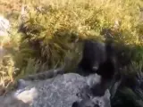 Alpinista se enfrenta a un oso mientras escala.