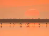 Parque Natural del Delta del Ebro.