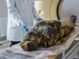 Momia embarazada analizada por expertos polacos.