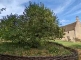 Woolsthorpe Manor y el manzano.