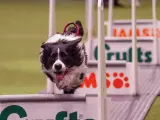 Aunque en España no se practique este deporte, no quiere decir que no podamos divertirnos con nuestro perro y probar el Flyball de forma individual o en nuestro club canino. Siempre podemos hacernos con una caja de Flyball y unas vallas de salto por internet o consultar en alguna tienda especializada, así como proponer alguna actividad de este tipo en nuestro club canino de confianza (algunos de educación canina o Agility realizan actividades puntuales sobre este deporte).