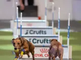 Aunque no es un deporte canino que se practique en España de forma generalizada (si no más bien como actividad espontánea de algunos clubes de Agility o educación canina), en otros países como Reino Unido o América es una disciplina deportiva y cuenta con sus propias competiciones nacionales e internacionales.