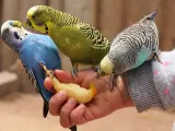 Una pareja de periquitos australianos.