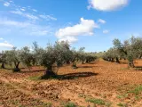 Campo de olivos en las inmediaciones de la localidad de Campo Real