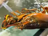 Requisados 100 kilos de pescado y 22 de cangrejos de prohibida comercialización en varios locales de Usera