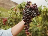 La uva es uno de los alimentos que más está sufriendo el cambio climático.