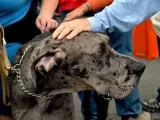 Un dogo alemán recibiendo caricias de varias personas.