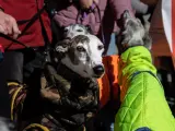 Medio centenar de personas acudió a la concentración convocada en Toledo, donde los manifestantes se sumaron a la reivindicación de proteger a los perros de caza en vísperas de la votación en el Congreso del proyecto de ley de bienestar animal, que incorpora una enmienda del PSOE que excluye a estos perros.
