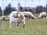 ovejas ganadería