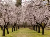 Almendros en flor en el parque p&uacute;blico Quinta de los Molinos, Madrid