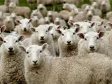 Un rebaño de ovejas.