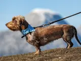 Un perro atado con una correa.