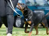 Perro paseando con correa y collar.