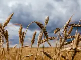 España vigila de cerca el pacto del cereal en el Mar Negro para no quedarse sin grano