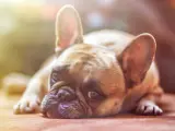 Hay un factor fundamental en el sueño de los perros y es la edad. Tanto los cachorros como los ancianos pueden dormir entre 18 y 20 horas diarias, mientras que los adultos necesitarán entre 12 y 14 horas.