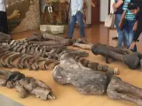 El megaterio en el Museo Paleontol&oacute;gico Megaterio, Ecuador