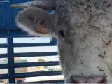 Una vaca enjaulada.