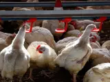 Los productores de carne avícola se unen para mejorar sus condiciones económicas