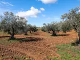 La sequía pone en riesgo el liderazgo de España en la producción de aceite de oliva