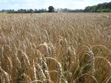 Ucrania espera poder dar salida ya al cereal acumulado a las puertas de la UE