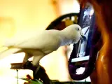 Una cacatúa haciendo una videollamda.