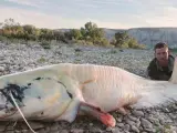 Dos pescadores de barrio zaragozano de Movera capturan un siluro albino de grandes dimensiones