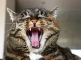 Un gato enseñando los dientes.
