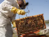 Un enjambre de nanosatélites 'made in Spain' para controlar a millones de abejas