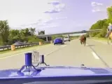 Sorprendentes imágenes grabadas por una cámara de la Policía en Detroit (EE UU). Como si de una escena de una película del Oeste se tratara, un vaquero a caballo persigue, cuerda en mano, a un novillo que se le ha escapado.