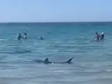 Un tiburón azul de dos metros asusta a los bañistas de una playa de Orihuela.