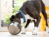 Un perro limpia su bowl de comida de Edgard & Cooper.