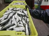 Cajas de sardinas a su llegada al puerto de Burela, a 22 de junio de 2023, en Burela, Lugo, Galicia (España).