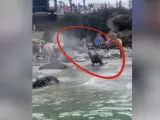 Las imágenes muestran cómo unos leones marinos, corren hacia los turistas que hay bañándose y han perturbado su tranquilidad