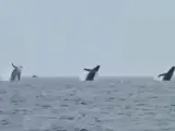 Tres ballenas jorobadas saliendo del agua casi al un&iacute;sono en Cape Cod, en Estados Unidos. Una imagen grabada por un hombre que celebraba su cumplea&ntilde;os con sus hijas y que se ha convertido en la envidia de todos los bi&oacute;logos marinos. Los expertos opinan que tal vez est&eacute;n eliminando par&aacute;sitos o simplemente haciendo la digesti&oacute;n.