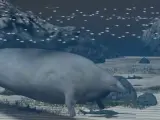 Unas 375 toneladas, ese es el peso del animal que puede destronar a la mítica ballena azul de ser el animal más pesado del mundo. Se ha encontrado en Perú y se estima que este fósil tiene 39 millones de años. "Es simplemente emocionante ver un animal tan gigante que es tan diferente de todo lo que conocemos", dice el paleontólogo Hans Thewissen. Los resultados de este descubrimiento se han publicado hoy en la revista Nature. A partir de un esqueleto parcial, los investigadores han recreado un modelo detallado del animal. "Posiblemente era el animal más pesado de la historia, pero no el más largo", explica el paleontólogo italiano Alberto Collareta. Se calcula que esta ballena primitiva midió hasta 20 metros, sin superar aquí a la ballena azul que alcanzaba hasta los 30 metros. Pero en cuanto al peso, la ballena azul no superó las 200 toneladas, mientras que esta ballena colosal prácticamente pudo duplicar ese peso.
