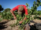 Un trabajador recoge uvas en el campo, a 23 de agosto de 2022, en San Martín de Valdeiglesias, Madrid (España).