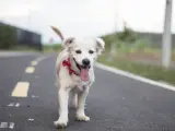 Los atropellos a gatos y perros han aumentado durante este verano.